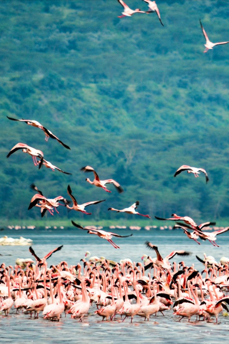 Flamingos
